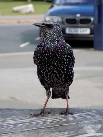 Close up of a Starling showing its beautiful plumage.の写真素材