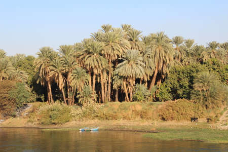 Vegetation on the banks of the river Nile in Egypt.の写真素材