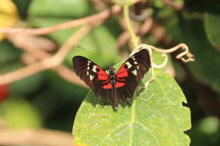 Scarlet Peacock butterfly resting on a leaf.
