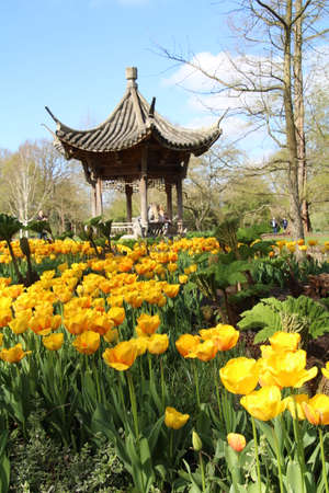 Tulips surrounding a Japanese pagoda.の写真素材