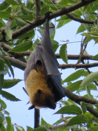 Fruit Bat hanging in a tree on Mahe Island in the Seychelles.