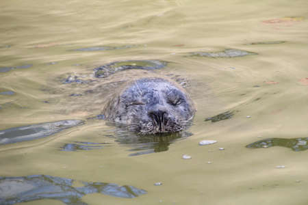 Seal swimming off the coast of the Lizard in Cornwall.の写真素材