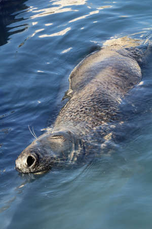 Seal swimming off the coast of the Lizard in Cornwall.の写真素材