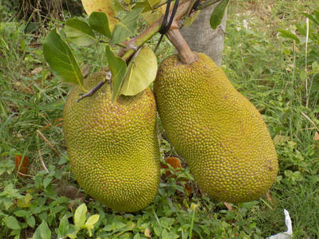 Jack Fruit growing by the roadside in Thailand.