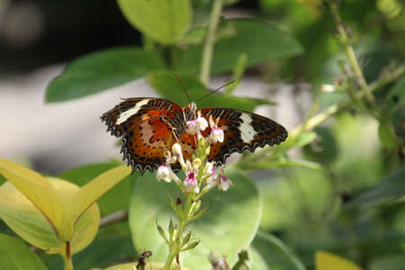 Cethosia Hypsea is a brightly coloured butterfly found throughout Indonesia and the Philippines.