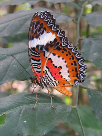 Cethosia Hypsea is a brightly coloured butterfly found throughout Indonesia and the Philippines.の写真素材