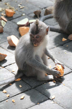 Balinese Long Tailed Monkey (Macaca Fascicularis) native to the Indonesian island of Bali.