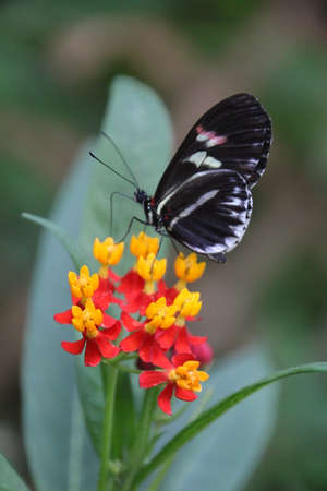 The Postman Butterfly is native to Mexico and central America and inhabit rain forests.