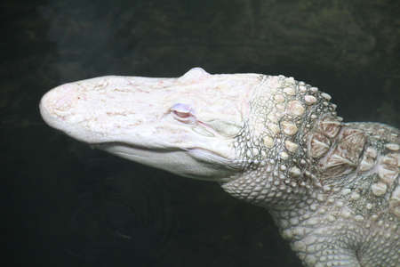 Albino Alligator. This lack of natural colour is due to the body not producing melanin, the pigment that normally provides colour to skin and scales. Albino alligators rarely live to old age due to their lack of camouflage and protection from the sun.の写真素材