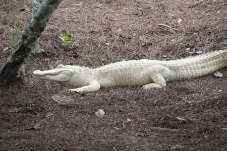 Albino Alligator. This lack of natural colour is due to the body not producing melanin, the pigment that normally provides colour to skin and scales. Albino alligators rarely live to old age due to their lack of camouflage and protection from the sun.の写真素材