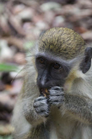 Barbados Green monkey was originally brought to the island from Africa by early settlers. They live...