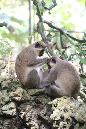 Barbados Green monkey was originally brought to the island from Africa by early settlers. They live...