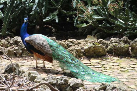 Peacock, originally from India, but now seen in many parts of the world.の写真素材