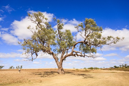 Coolabah Tree Australia