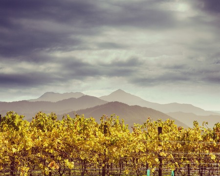 Autumn Vineyard New Zealandの写真素材