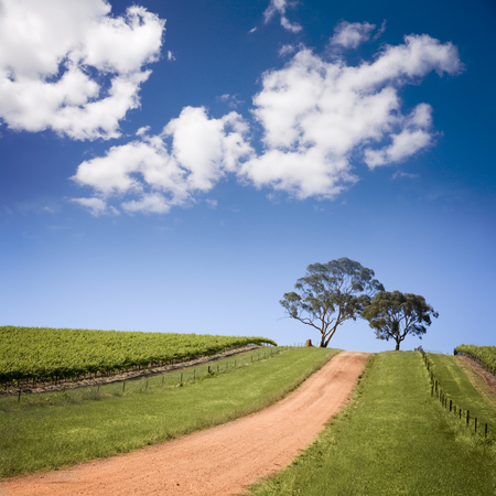 South Australian Vineyardの写真素材