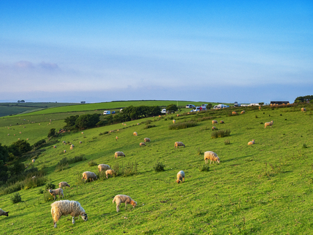 Sheep on a Hillside Devon UKの写真素材