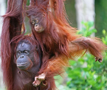 Paignton Zoo: A mother and daughter Orangutan