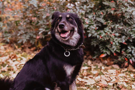 Portrait of a smiling dog in the autumn forest. The dog is sitting on the grass.の写真素材