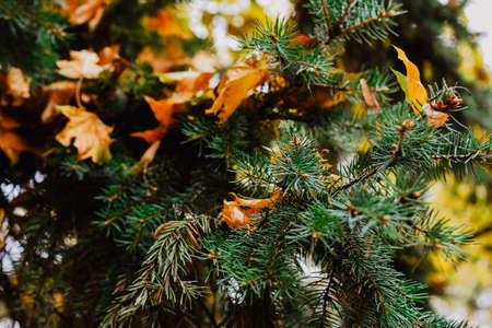 Close-up of the branches of a tree with yellow maple leaves.の写真素材