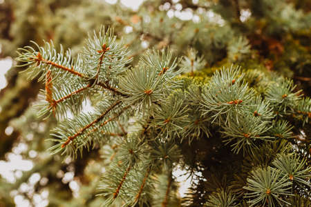 Branches of spruce with needles close-up. High quality photoの写真素材
