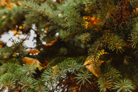 Branches of spruce with yellow leaves on a blurred background.の写真素材
