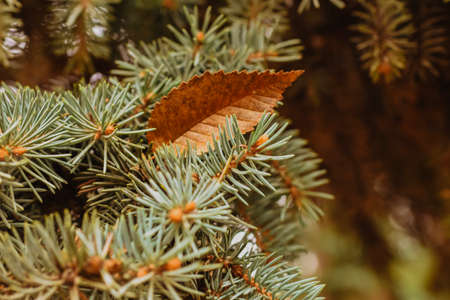 Autumn leaf on a branch of a blue spruce close-up.の写真素材