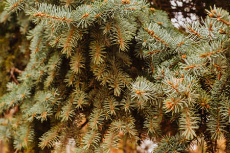 Branches of blue spruce on a blurred background. Spruce branches close-up.の写真素材