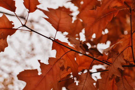 Red oak leaves on a tree in the autumn forest. High quality photoの写真素材