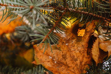 Close-up of a branch of a spruce with fallen leaves.の写真素材