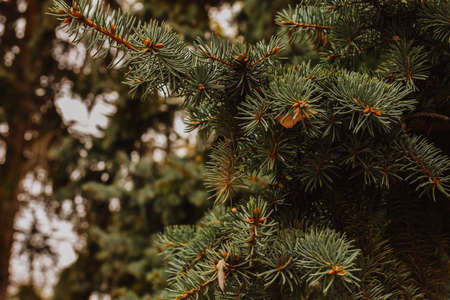 Close-up of spruce branches with green needles and cones.の写真素材
