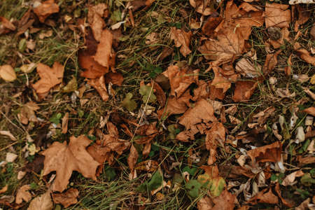fallen leaves on the ground in the park. High quality photoの写真素材