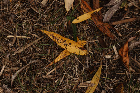 Fallen autumn leaves on the ground in the park, top viewの写真素材