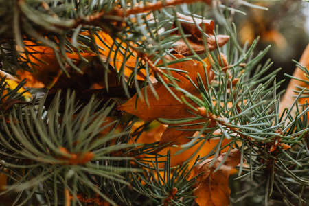 Fir branches with yellow leaves close-up. High quality photoの写真素材