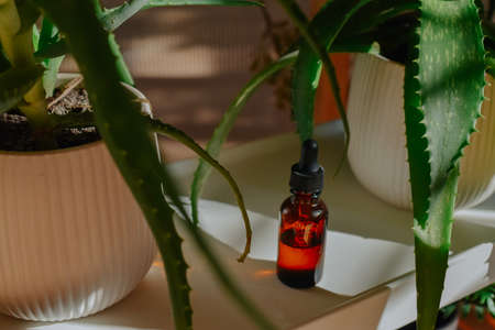 Aromatherapy essential oil in a glass bottle with aloe vera plant.の写真素材