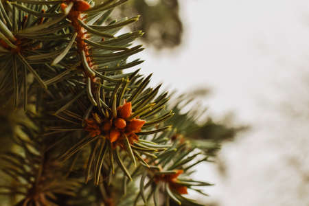 Pine branches with cones on blurred background, closeup. Space for textの写真素材