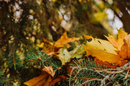 Fir tree branches with yellow autumn leaves. Selective focus.の写真素材