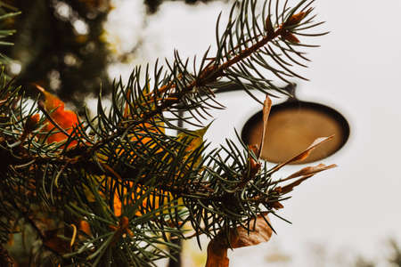 Close-up of a branch of a spruce with autumn leaves.の写真素材