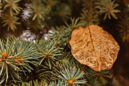 Close-up of a yellow leaf on the branches of a tree.の写真素材