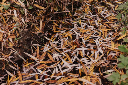 Fallen leaves on the ground in the forest. Autumn background.の写真素材