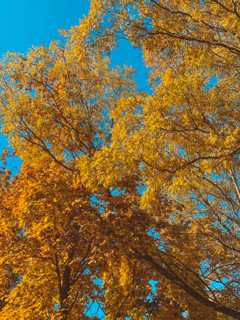 Autumn trees with yellow and orange leaves on blue sky background.の写真素材