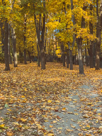 Autumn landscape with yellow leaves on the ground in the park.の写真素材