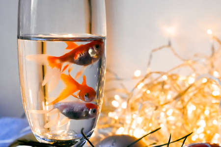 Goldfish in a glass vase on the background of garlands and Christmas lightsの写真素材