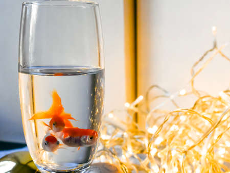 Goldfish in a glass of water on the background of Christmas garlandの写真素材
