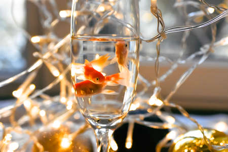 Goldfish in a glass on a background of Christmas garland.の写真素材
