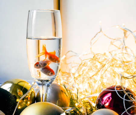 Goldfish in a glass of champagne against the background of Christmas decorationsの写真素材
