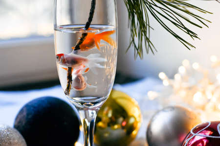 Goldfish in a glass of champagne on the background of Christmas decorationsの写真素材