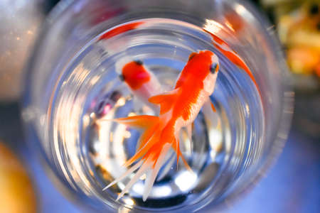 Goldfish in a glass aquarium. Close-up. Selective focus.の写真素材