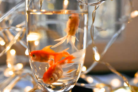 Goldfish in a glass vase with garland on the backgroundの写真素材