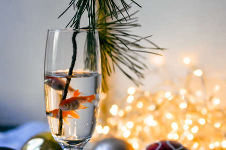 Goldfish in a glass of water on the background of a Christmas garland.の写真素材